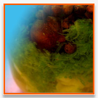 falernum ingredients soaking